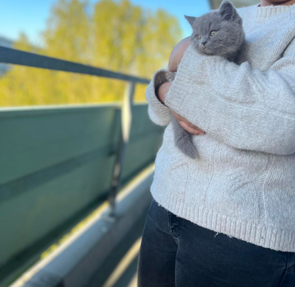 Britse kort haar kittens leuke kleuren, Dieren en Toebehoren, Meerdere dieren, Ontwormd, 0 tot 2 jaar