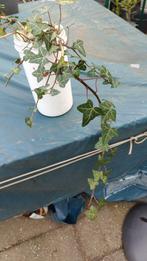 Hedera klimplant - Groenblijvende klimop voor tuin en huis, Tuin en Terras, Planten | Tuinplanten, Ophalen