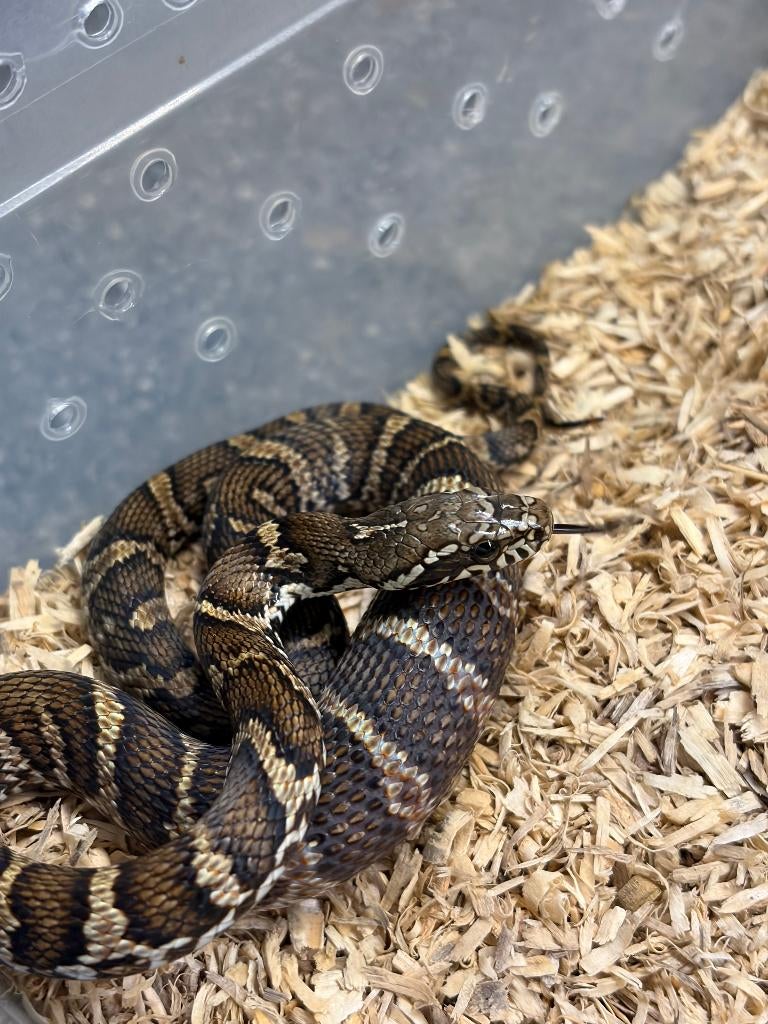 Elaphe schrenckii – NK2025 Rat Snake - unknown for sale from Steven Lenaerts