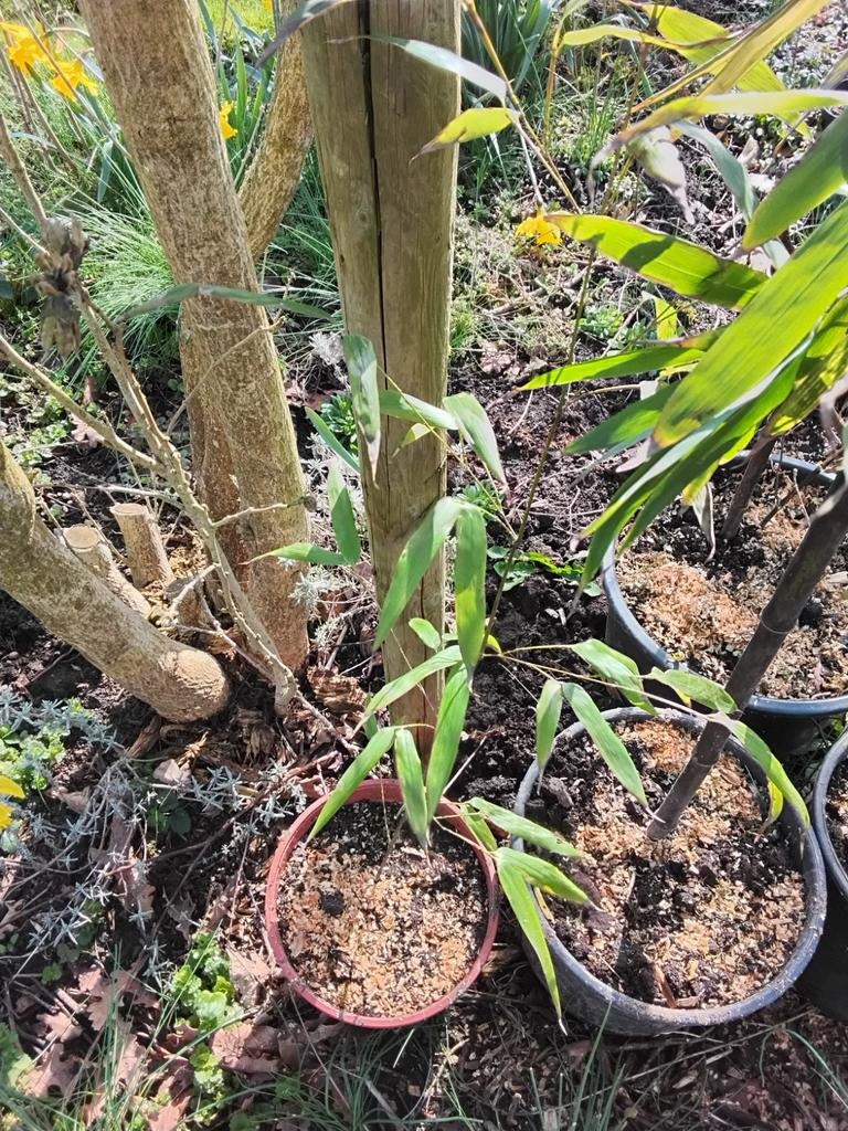 Diverse jonge boompjes: noten, fluweel, sering, esdoorn, Halfschaduw, Overige soorten, Lente, Minder dan 100 cm