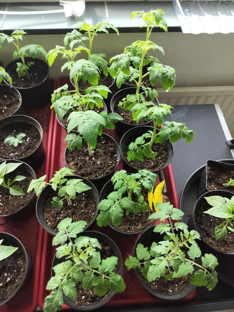 Tiny Tim cherry Tomatenplanten, Ophalen of Verzenden, Eenjarig, Groenteplanten, Volle zon