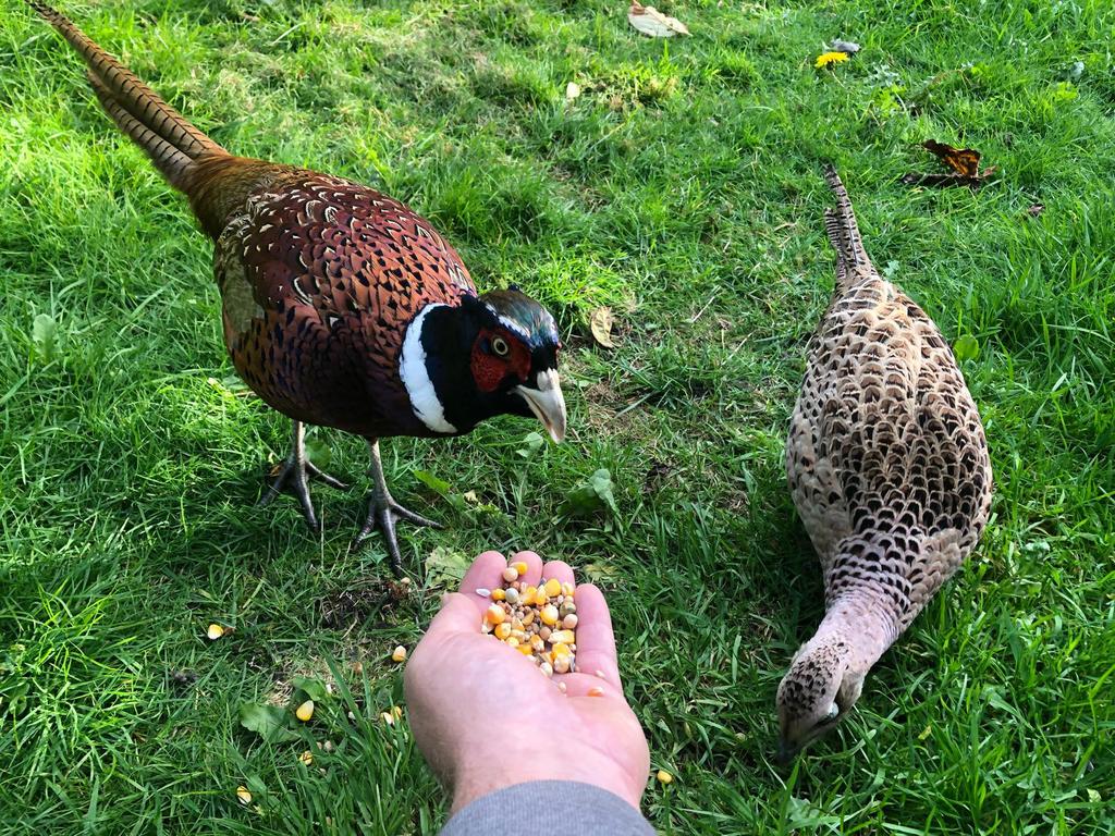 Bos fazant eieren, Meerdere dieren, Overige soorten