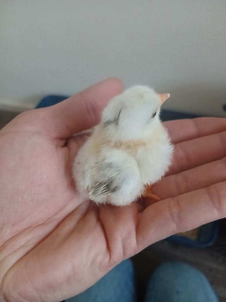 3 Serama kuikens (5 weken oud), Geslacht onbekend, Kip