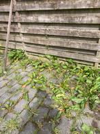 Tuinman, Tuin en Terras, Overige Tuin en Terras, Ophalen of Verzenden