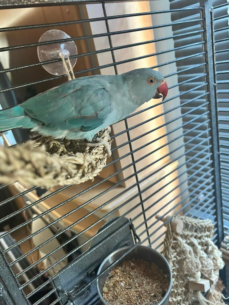 Halsbandparkiet te koop of te ruil 9 maanden split bont ., Dieren en Toebehoren, Vogels | Parkieten en Papegaaien, Vrouwelijk