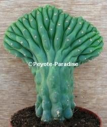 San Pedro Cactussen - DE ECHTE ! - Vormen en variëteiten, Huis en Inrichting, Verzenden, Minder dan 100 cm, In pot, Cactus