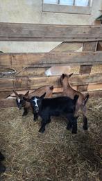 Dwerg geit met kleintjes, Meerdere dieren, Geit