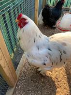 Witte brahma haan van 10 maanden oud, Dieren en Toebehoren, Pluimvee, Mannelijk, Kip