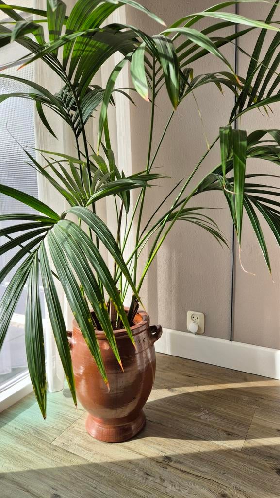 Mooie grespotten met Kentiapalm en Yucca, Huis en Inrichting, Kamerplanten, Groene kamerplant, Ophalen of Verzenden, Palm, In pot