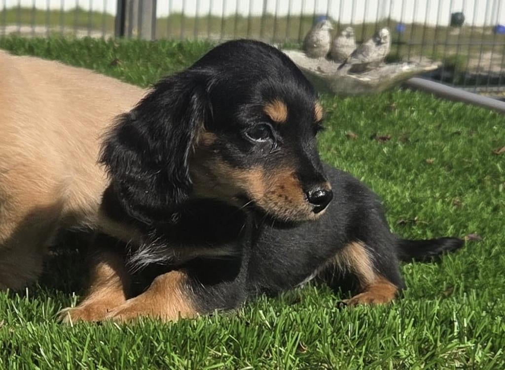 Te koop MOOIE langharige Dwergteckel pups (tekkel), Nederland, 8 tot 15 weken, Dwerg, Langhaar