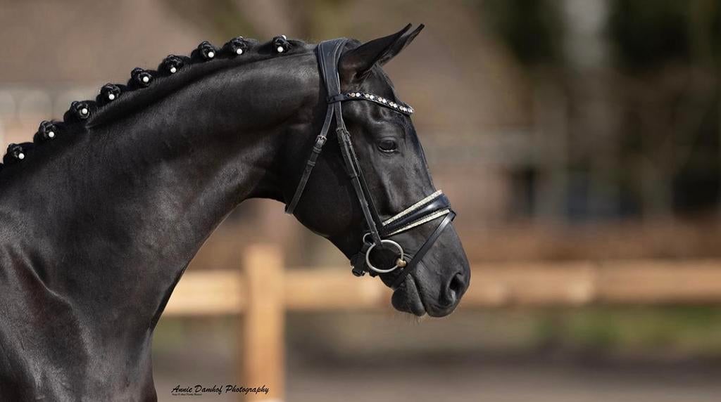 Prachtig chiqeu zwart aangewezen KWPN Dekhengst, Hengst
