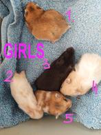 Nestje Syrische-goudhamsters, Dieren en Toebehoren, Hamster, Februari, Meerdere dieren, Tam