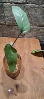 Epipremnum pinnatum cebu blue, Huis en Inrichting, Kamerplanten, Overige soorten, Minder dan 100 cm, Groene kamerplant, Halfschaduw