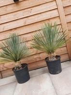 Yucca Rostrata, Ophalen, Zomer, Overige soorten, Volle zon