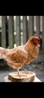 Bruine legkip hen opgezet dier, Ophalen of Verzenden, Nieuw, Vogel, Opgezet dier