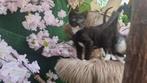 Nog 2 lieve katers van 10 weken, Kater, Kortharig, 0 tot 2 jaar