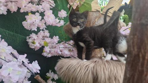 Nog 2 lieve katers van 10 weken, Dieren en Toebehoren, Katten en Kittens | Overige Katten, Kortharig, Kater, 0 tot 2 jaar
