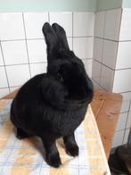 Konijn, Mannelijk, Klein, 0 tot 2 jaar