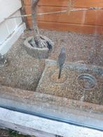 Diamantduiven, Meerdere dieren, Overige soorten