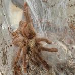 Caribena leata, Dieren en Toebehoren, Insecten en Spinnen, Overige soorten