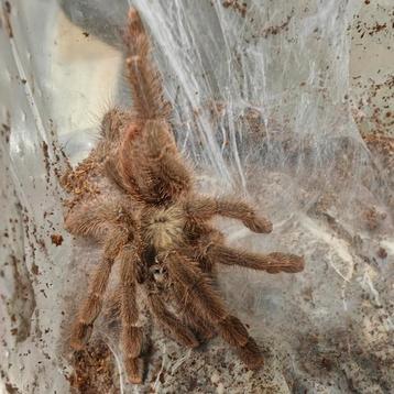 Caribena leata beschikbaar voor biedingen