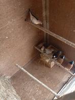 Koppel gordelgrasvinken tt waardig weer te koop, Dieren en Toebehoren, Vogels | Overige Vogels, Meerdere dieren