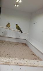 Baardsijs koppel met jong, Dieren en Toebehoren, Meerdere dieren, Wildzangvogel, Geringd