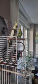 Gezocht oppas voor valkparkiet en grasparkiet, Dieren en Toebehoren, Vogels | Parkieten en Papegaaien, Mannelijk, Parkiet