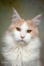 Maine Coon dekkater aangeboden/ niet te koop!, 3 tot 5 jaar