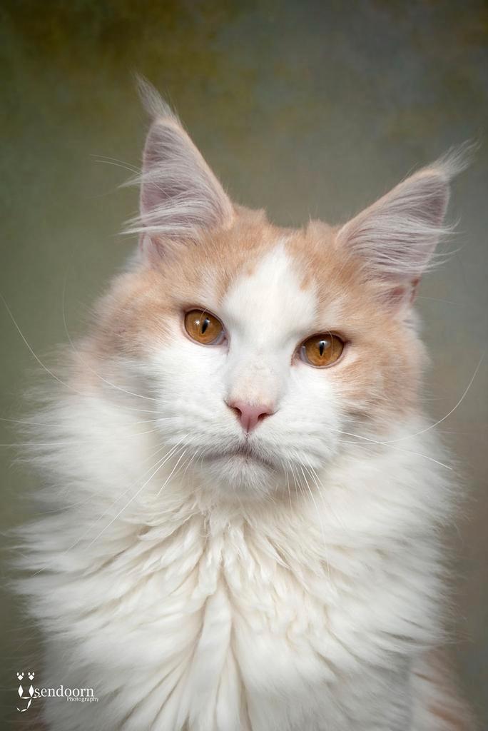 Maine Coon dekkater aangeboden/ niet te koop!, Dieren en Toebehoren, Katten en Kittens | Dekkaters, 3 tot 5 jaar