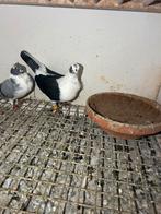 Koppel duiven te koop, Dieren en Toebehoren, Vogels | Duiven, Meerdere dieren, Overige soorten