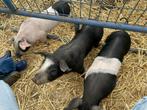 Te koop nog 6 biggen mogen nu weg husumer x bonte bentheimer, Vrouwelijk, Varken