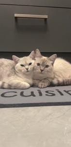 Exclusieve kittens – Brit  Ragdoll – Zacht, gezond, uniek, Meerdere dieren, Gechipt, 0 tot 2 jaar