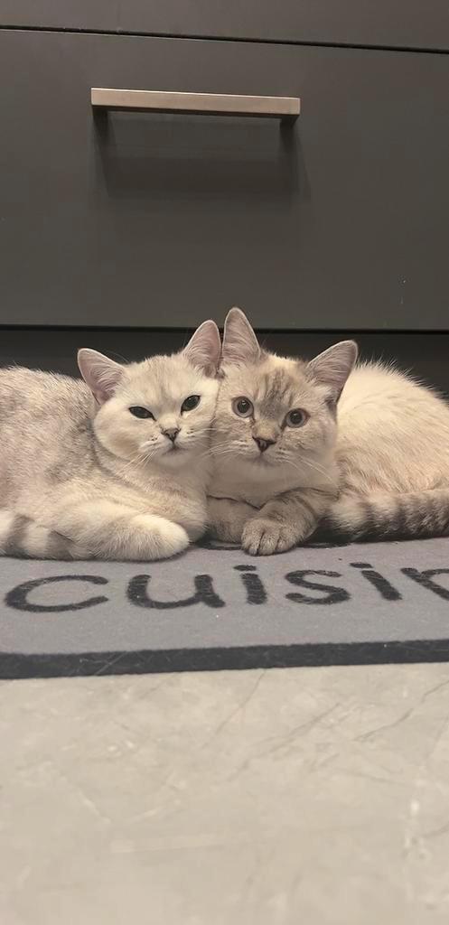 Exclusieve kittens – Brit  Ragdoll – Zacht, gezond, uniek, Dieren en Toebehoren, Katten en Kittens | Raskatten | Korthaar, Meerdere dieren