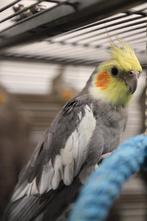 Jonge Baby Valkparkieten | Handtam | Nieuwgierig, Meerdere dieren, Parkiet, Pratend