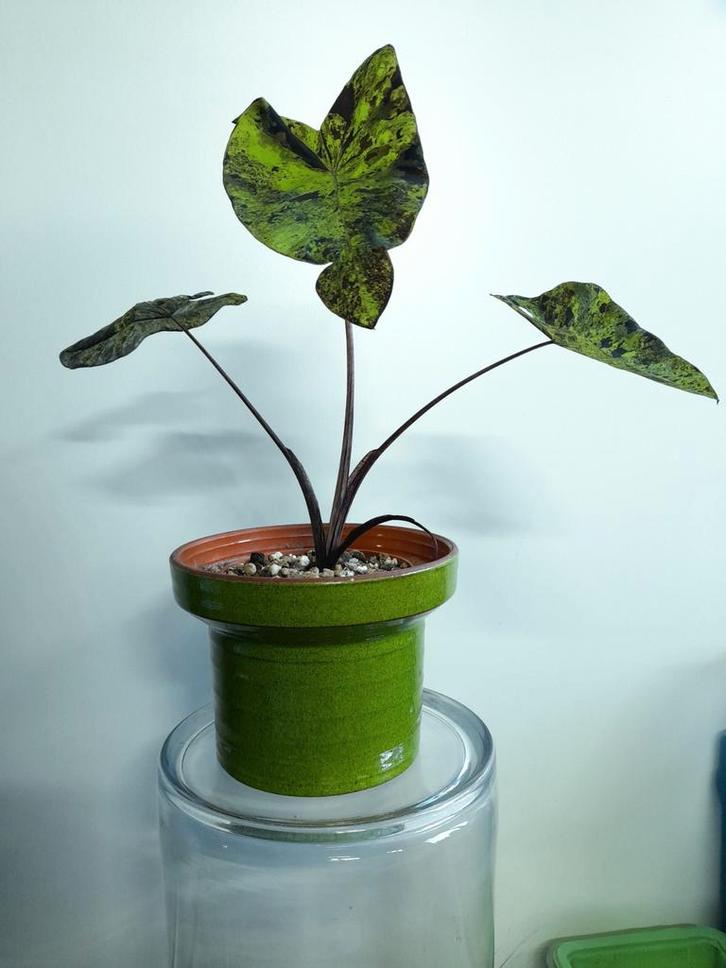 Knal groen appeltjes groen bloempot retro, Tuin en Terras, Bloempotten, Aardewerk, Minder dan 40 cm, Minder dan 25 cm, Rond, Ophalen of Verzenden