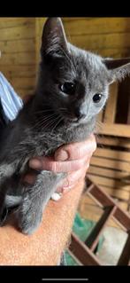 Boerderijkittens blauwe rus x britse korthaar, Dieren en Toebehoren, Katten en Kittens | Raskatten | Korthaar, Kater, Ontwormd