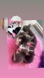 Beautyful Kittens , kleine kittens , kat , kleine cat, Dieren en Toebehoren