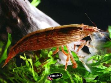 Aziatische waaierhandgarnalen twee stuks ruilen neocaridina beschikbaar voor biedingen