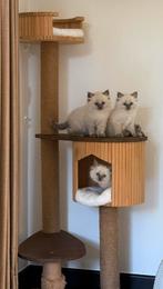 Raszuivere Ragdoll kittens, Dieren en Toebehoren, Katten en Kittens | Raskatten | Langhaar, Meerdere dieren, Ingeënt, 0 tot 2 jaar