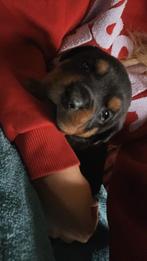 Mooie, grote Rottweiler puppy's., 8 tot 15 weken, CDV (hondenziekte), Meerdere, Meerdere dieren