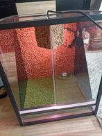 Spinnenhagedis Terrarium, Dieren en Toebehoren, Vissen | Aquaria en Toebehoren, Ophalen of Verzenden, Zo goed als nieuw, Leeg aquarium