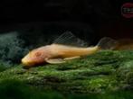 pterogoblichtes gibbiceps albino 5-7cm €12,50, Dieren en Toebehoren, Vis, Zoetwatervis