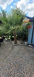 Palm, Bloeit niet, 100 tot 250 cm, Palmboom, Ophalen