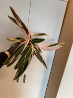 Calanthea Triostar, Ophalen of Verzenden, Halfschaduw, Minder dan 100 cm