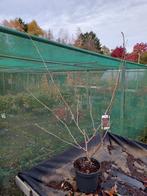 Toverhazelaar (Hamamelis) - Rode & Gele Bloemen, Ophalen