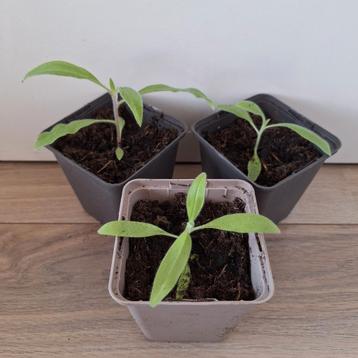 Trots van Madeira (Echium fastuosum) beschikbaar voor biedingen