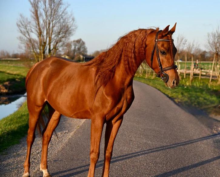 Macho Bloedmooie Project pony, Dieren en Toebehoren, Pony's, Ruin