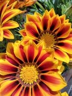 Zaden Middaggoud mix - Gazania rigens, Tuin en Terras, Verzenden, Voorjaar, Volle zon, Zaad