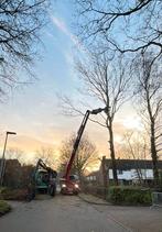 Bomen kappen, Tuin en Terras, Planten | Bomen, Ophalen, Volle zon, Overige soorten